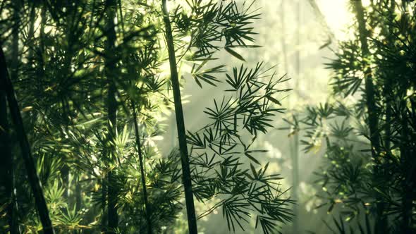 Green Bamboo Leaves in a Light Fog