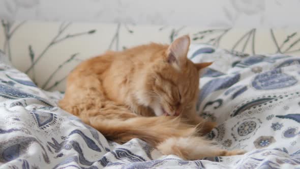 Cute Ginger Cat Licks in Bed. Fluffy Pet Comfortably Settled on Blanket. Cozy Home.