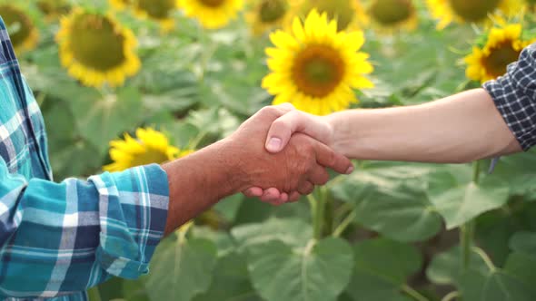 Close Up Two Farmer Shaking Hands in the Sunflower Field