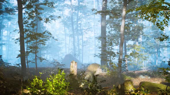 Panorama of Green Forest at Cold Foggy Morning alt