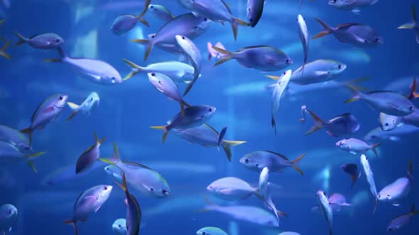 school fish in the blue water