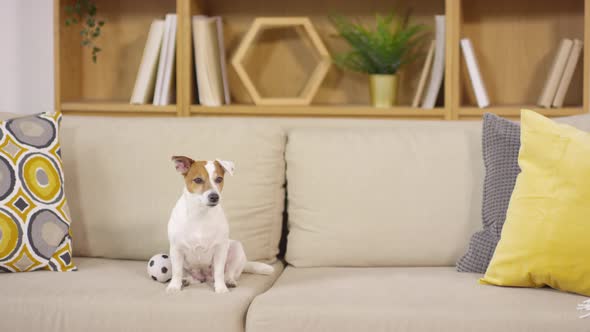 Adorable Jack Russel Terrier Dog Sitting on Sofa with Ball Toy