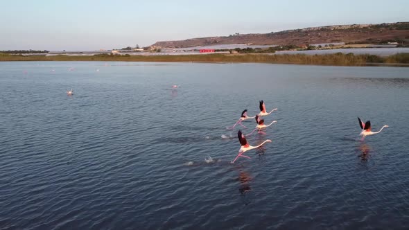 slowmotion zoom in video of Pink Flamingos taking flight from a pond in Vendicari Natural reserve, S