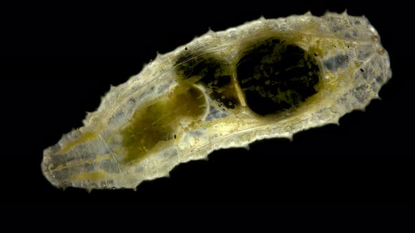 Worm-shaped Larva Syrphidae Under a Microscope, Order Diptera