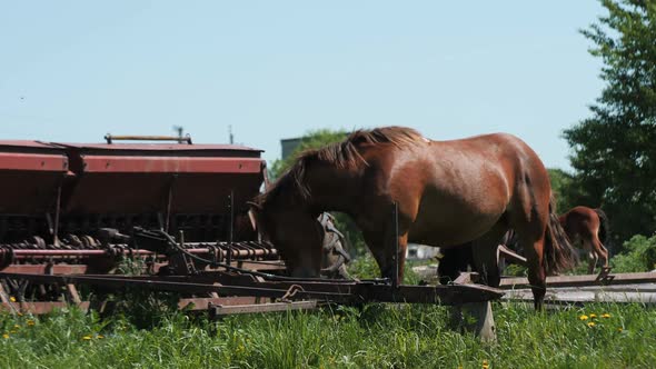 Chestnut Horse Stands Near Plow Grazing Grass on Meadow