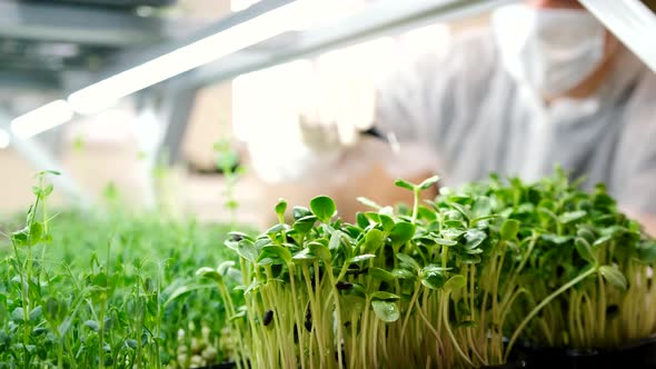 A Farmer Removes Sunflower Seeds From Microgreens