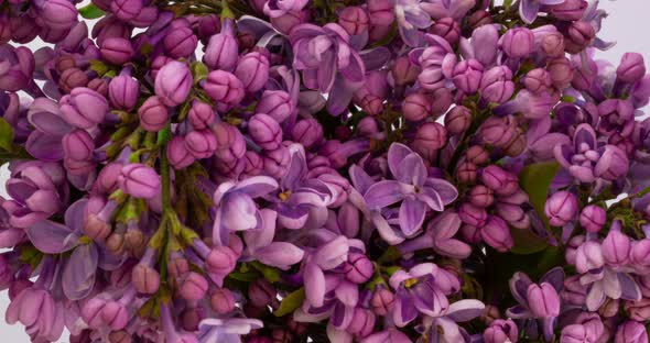 Lilac Flowers Bunch Background. Beautiful Opening Violet Lilac Flower Easter Design Closeup. Beauty