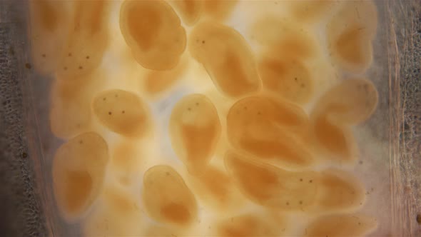 Young Nemertea worms in a clutch of eggs under a microscope, Monostilifera Order