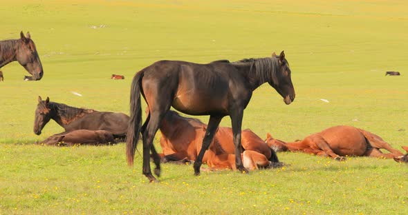 Horses Grazing on a Green Meadow in a Mountain Landscape