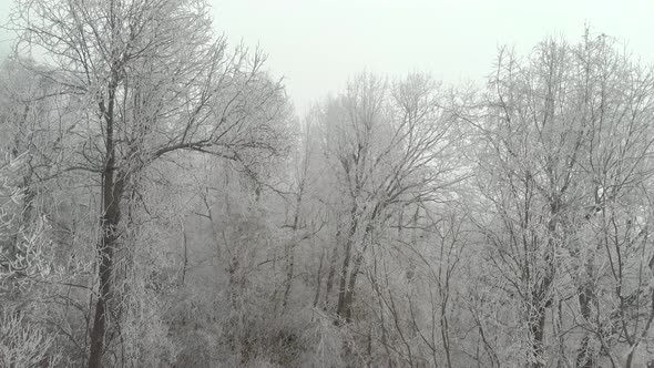 Drone Above Ice Covered Trees In Forest