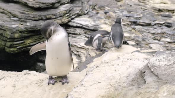 Magellanic Penguin Standing On The Rock Preening Its Feathers At Oceanario de Lisboa In Portugal. -