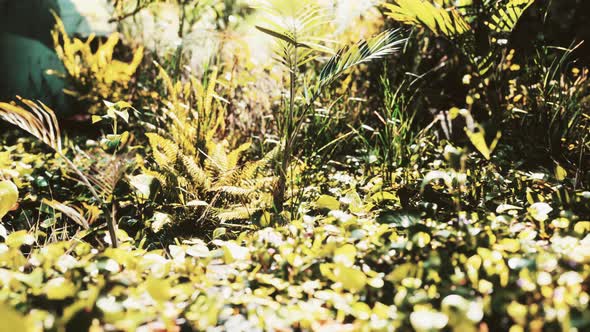 Close Up Nature View of Grass on the Tropical Background