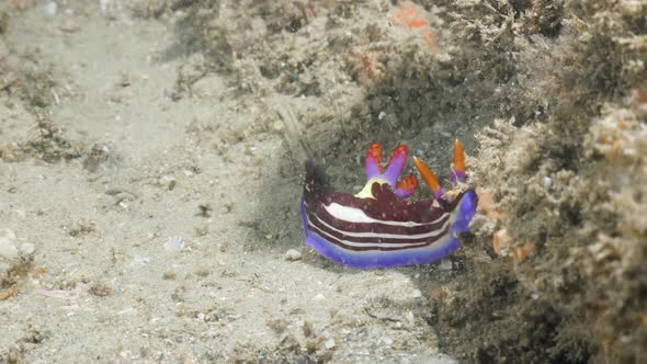 Stunning coloured Nudibranch sea sluges slowly along on a coral reef structure. Underwater view