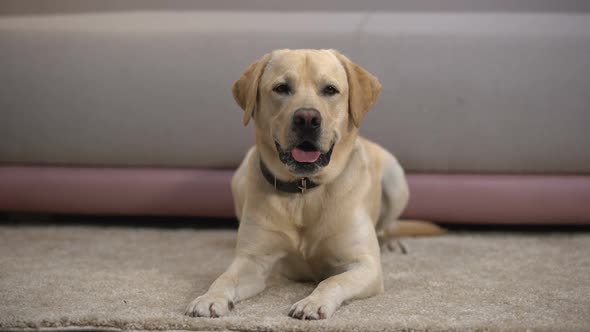 Beautiful Purebred Labrador Retriever Dog Lying on Carpet, Waiting for Owner