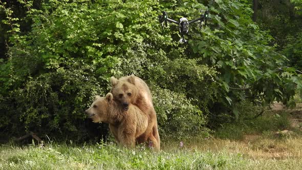 Wild Bears Mating in Natural Habitat Among The Trees In The Forest