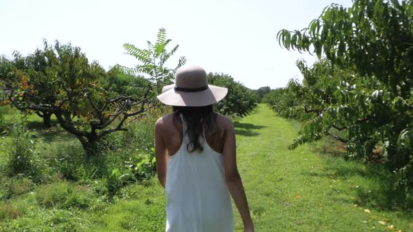 Slow motion shot of woman searching for fruit in an orchard on a suny day.
