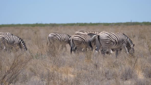 Herd of Zebras grazing on a dry savanna