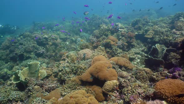 Coral Reef with Fish Underwater. Camiguin, Philippines