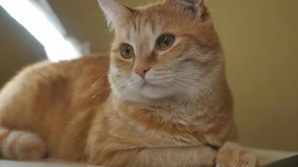 Closeup Funny Ginger Cat Looking at the Camera While Lying on the Table