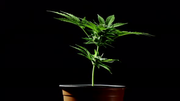 Cultivating Marijuana at Home in Pot, Sativa Weed Bush on Black Background. Organic Grow of Cannabis