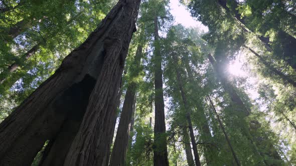 Path In Redwood Forest