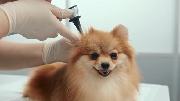 Doctor conducts an examination of the ears of the health of a spitz puppy dog in a veterinary