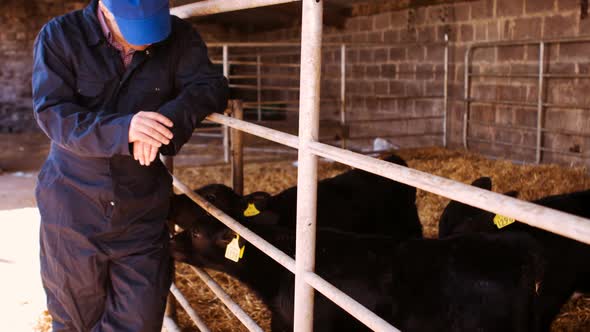 Cattle farmer petting young calfs