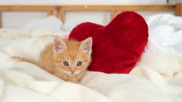 Valentines Day Cat Small Striped Kitten Playing with Red Hearts on Light White Blanket on Bed