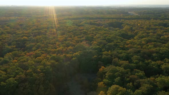 Autumn Forest Aerial View 4