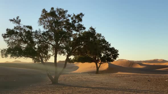 Lonely Tree in Desert in Windy Weather