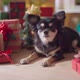 cute chihuahua dog happiness enjoy vacation holidays moment smile and joyful - VideoHive Item for Sale
