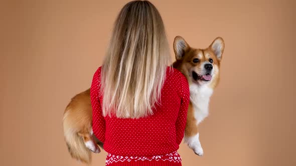 Rear View of the Owner Holding a Pembroke Welsh Corgi in His Arms in the Studio on an Orange