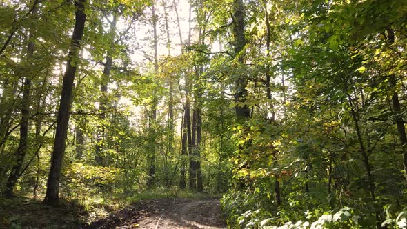 Forest with Trees in the Fall During the Day