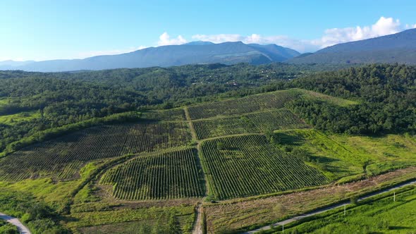 Aerial Shot Large Vineyard Fields Among Mountains