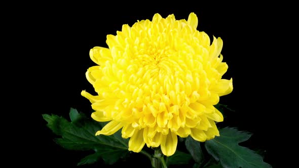 Beautiful Yellow Chrysanthemum Flower Opening