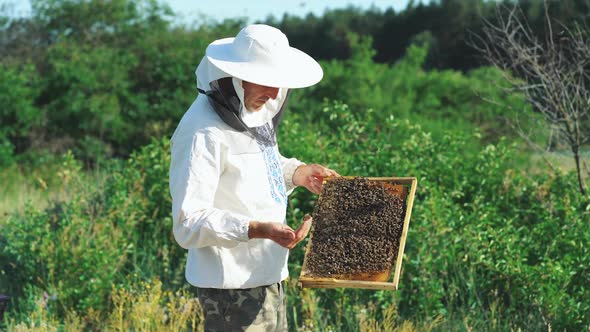 Beekeeper is working with bees and beehives on the apiary. Beekeeper on apiary.