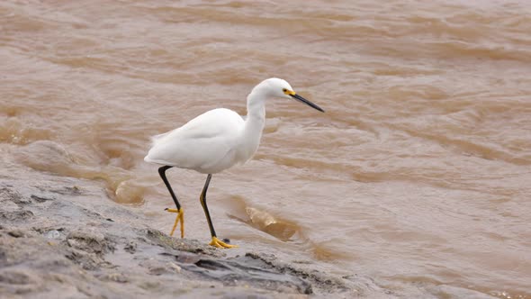 Snowy Egret and flooded Los Angeles River after heavy rain