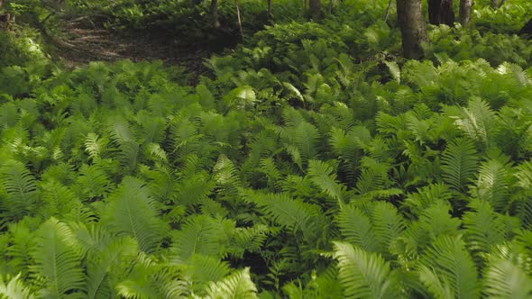 Beautiful shot pulling back over lush green ferns forest scenery in Summer