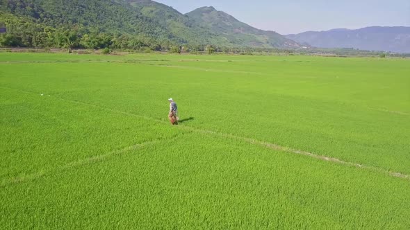 Aerial View Farmer Walks on Path Among Rice Fields Against Hills