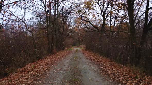 Camera Moving on the Road Through Autumn Forest