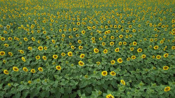 Aerial Flyover a Field of Sunflowers