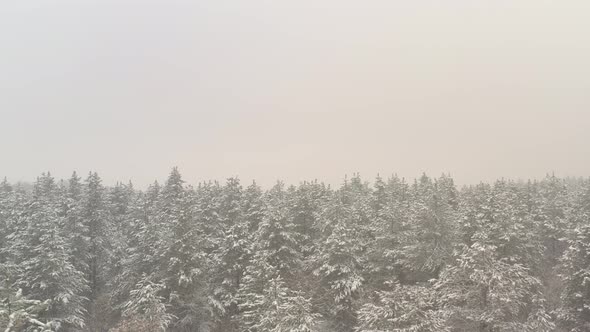 Top of the trees in winter mist 4K drone video