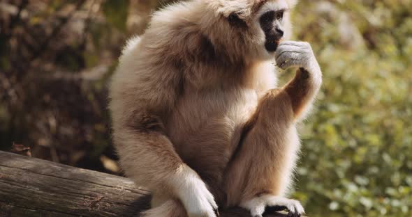 Lar Gibbon Eating Plant In Safari Park