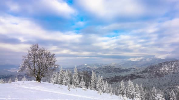 The Winter Mountain Forest