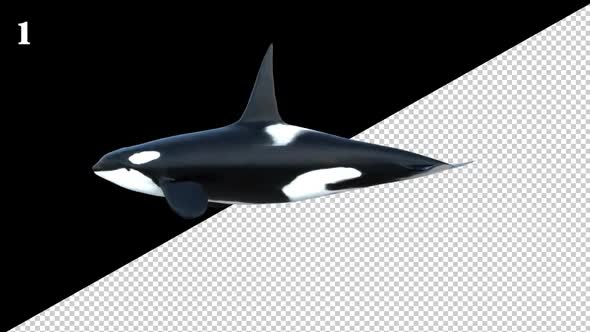 Killer Whale Swim Loop 3 Pack