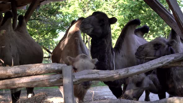 Bactrian Camels Eat Hay on the Farm