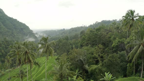 Slow drone tracking across rice patties and jungle in the tropics