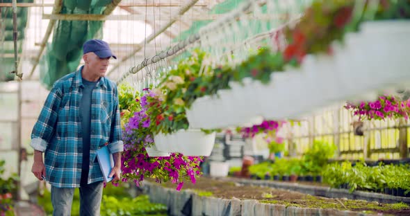 Agriculture Confident Male Gardener Examining Potted Flower Plant