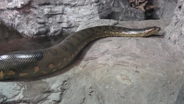 Green anaconda (Eunectes murinus). Big anaconda.