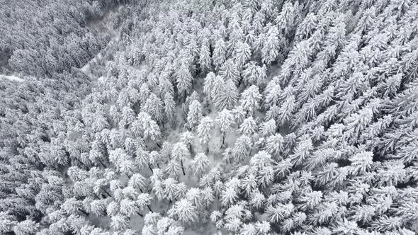 Aerial drone view of beautiful winter scenery with pine trees covered with snow.